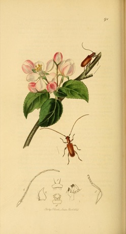 Ilustración botánica de Crab Apple