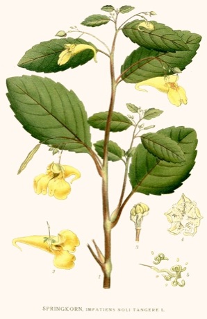 Ilustración botánica de Impatiens