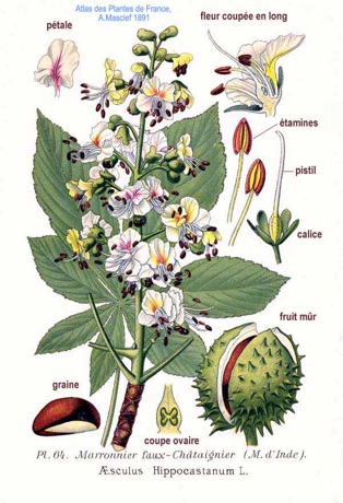 Ilustración botánica de Red Chestnut