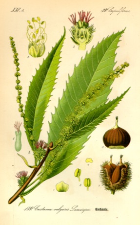 Ilustración botánica de Sweet Chestnut