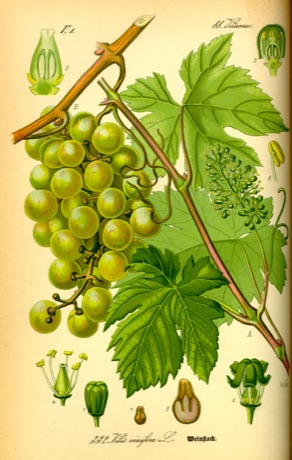 Ilustración botánica de Vine