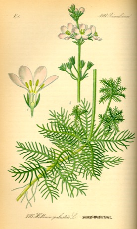 Ilustración botánica de Water Violet